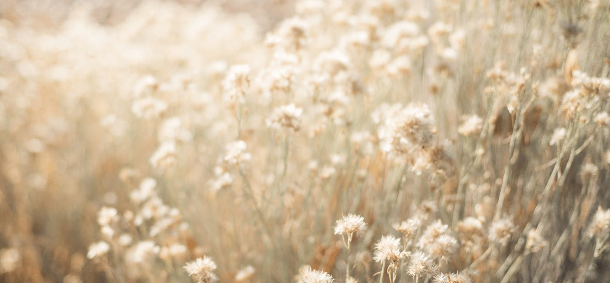 Field of white wildflowers