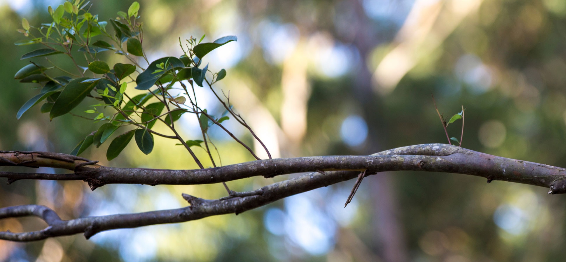 Horizontal brand with leaves growing from it.