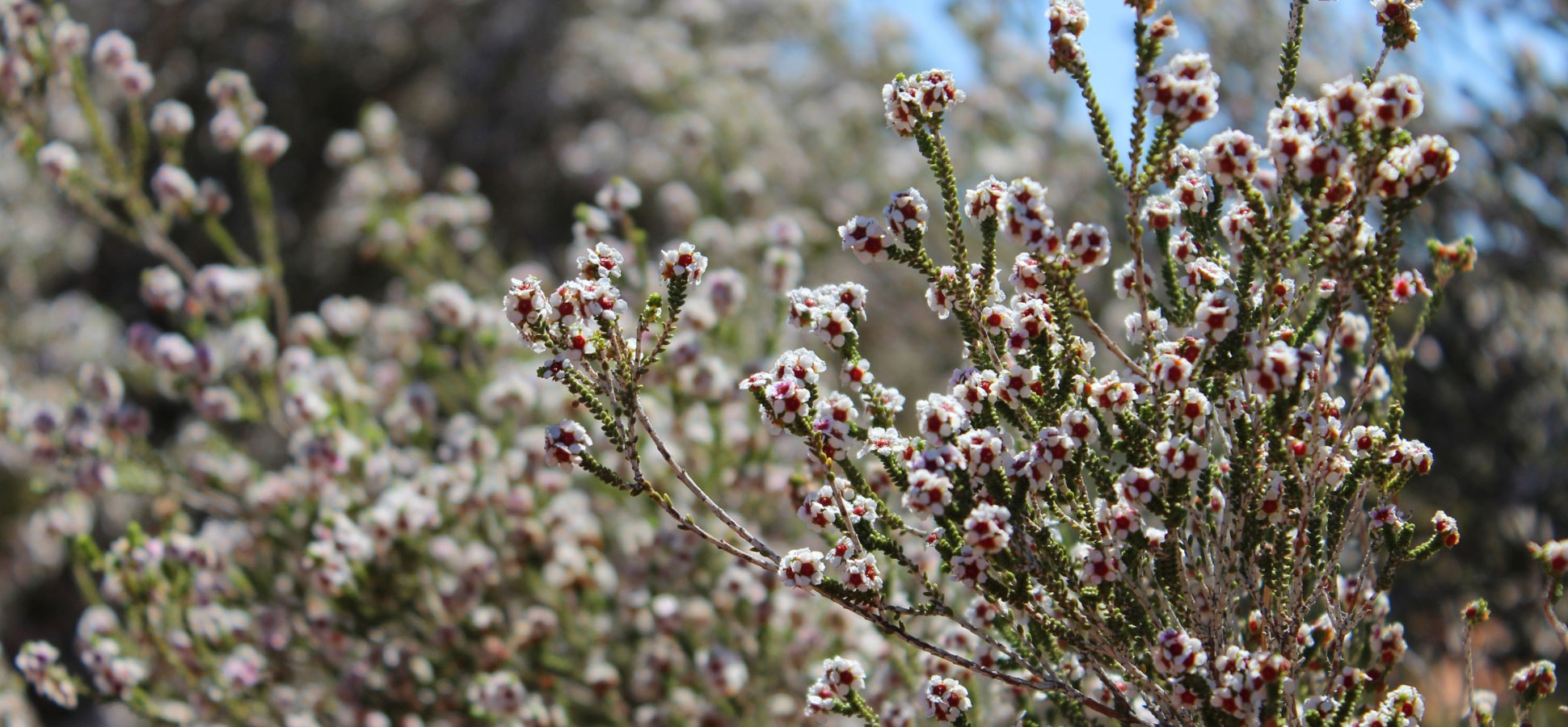 White small native flowers