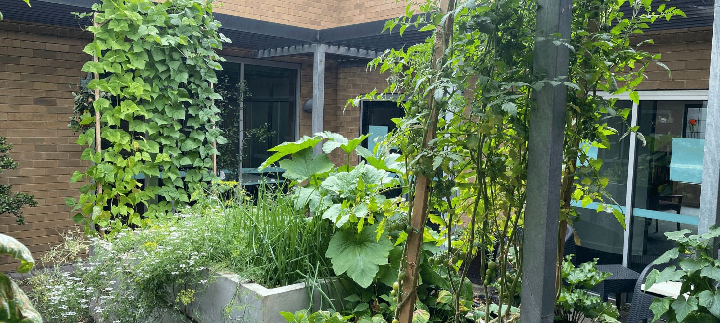 Sensory garden with climbing bean stalks, masses of spring onion, tall tomato trellis and zucchini 