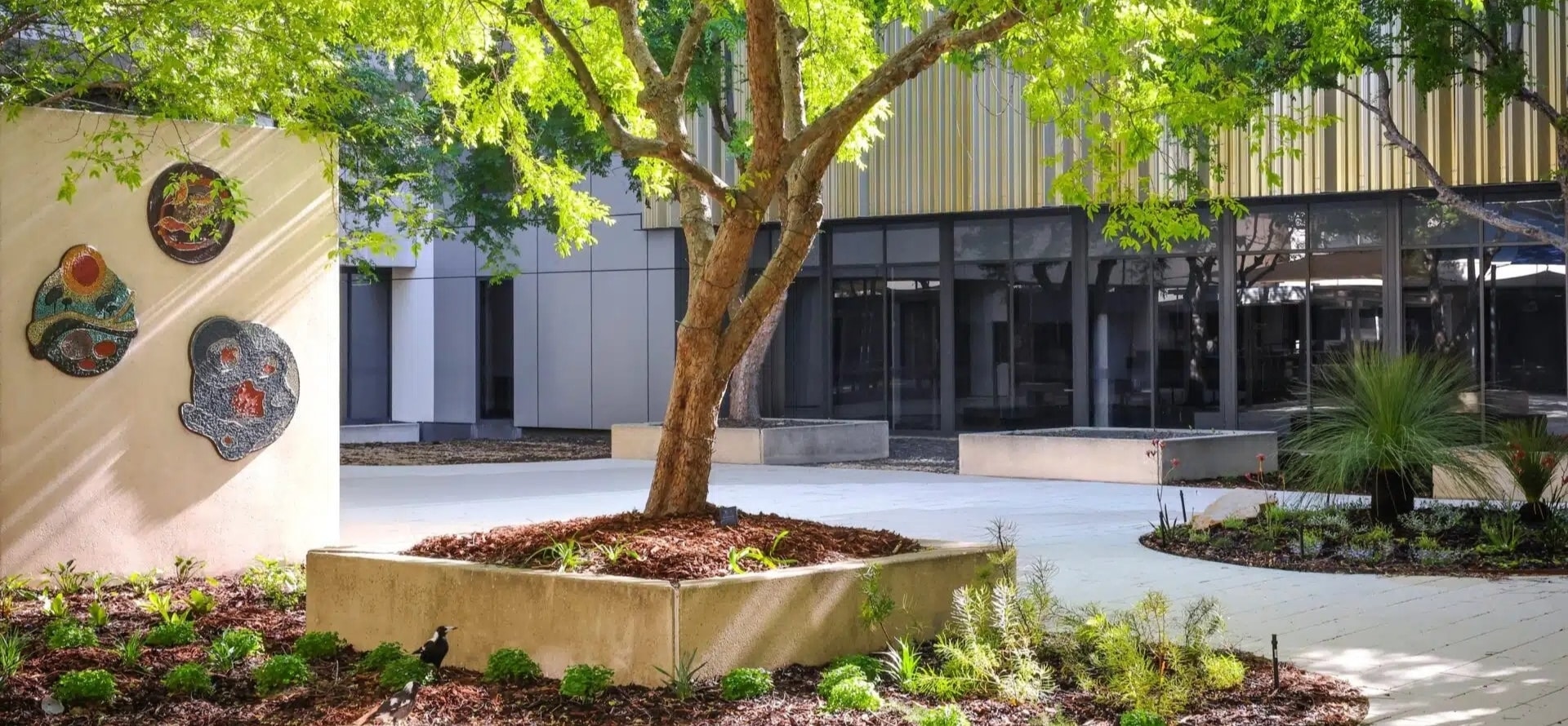 A landscaped courtyard garden with a large leafy tree in a raised planter, surrounded by native plants and curved pathways. Decorative mosaic artworks are mounted on a nearby wall, with a modern building and glass doors in the background.