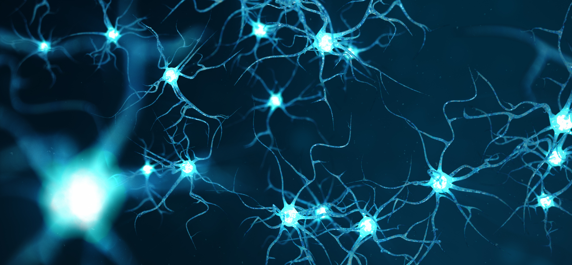 Neurons closeup