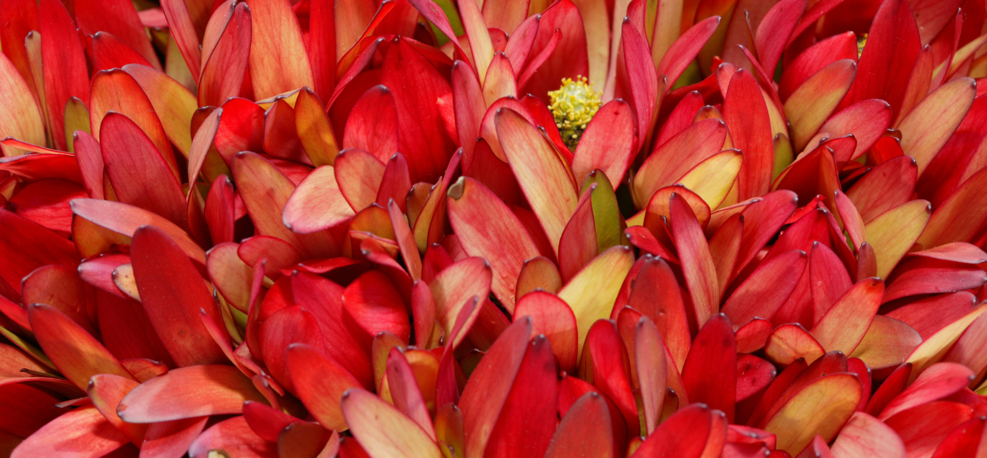 Red leaves 