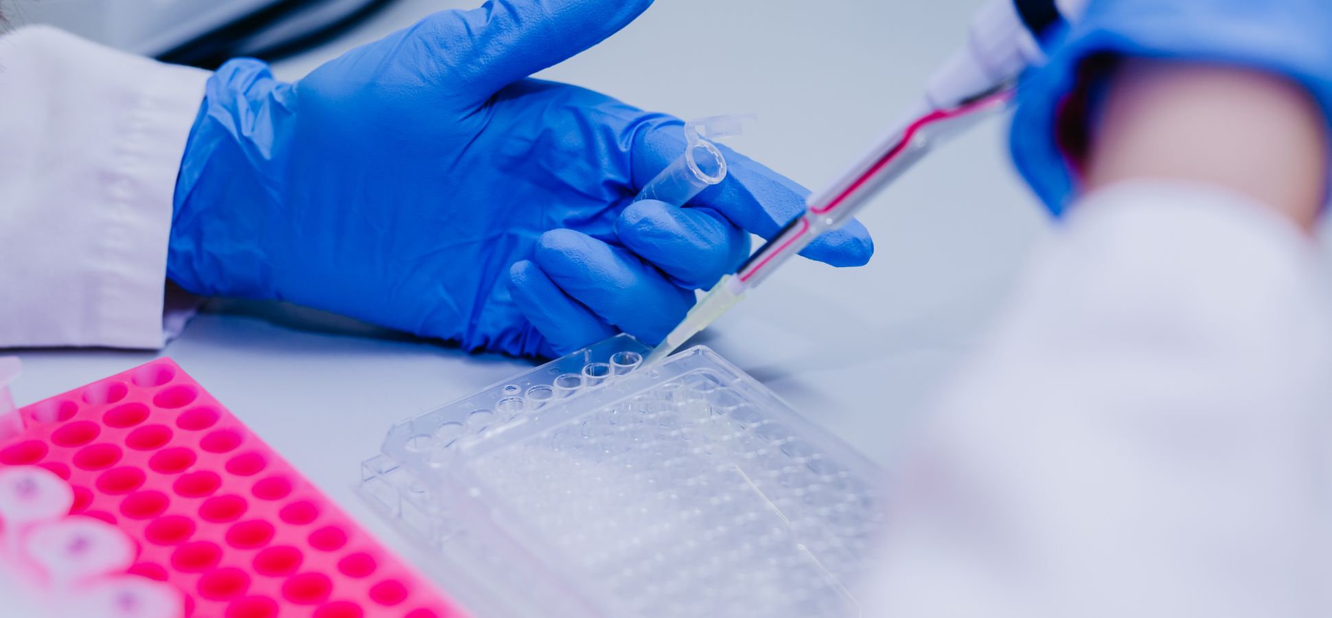 Gloved hands in laboratory using pipette to transfer liquid to test tubes